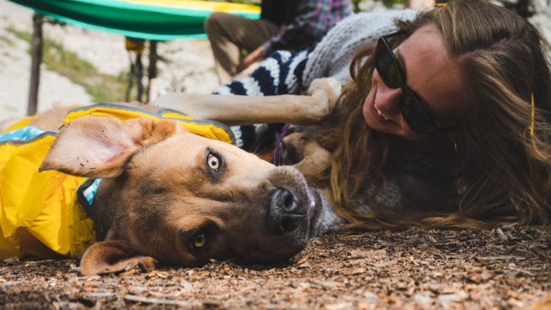 Your Guide to Traveling With Your Pet