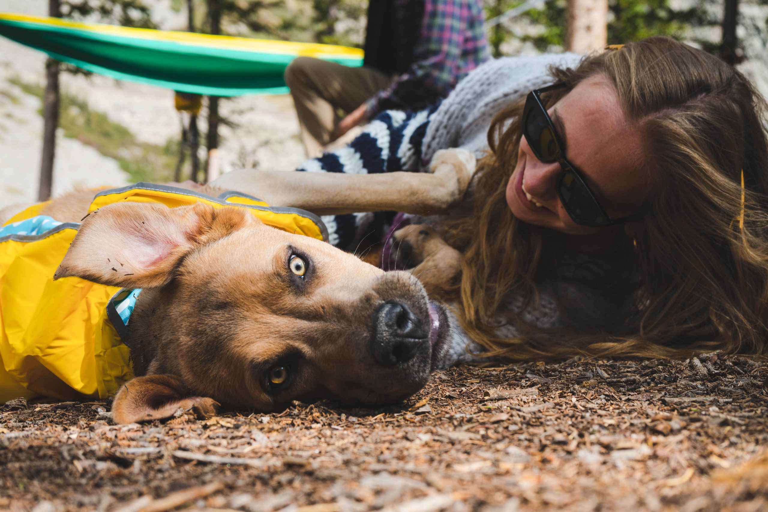 Your Guide to Traveling With Your Pet